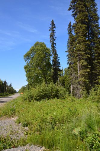 L18 Spruce Haven Street: L18 Spruce Haven Street, Kenai, AK 99611